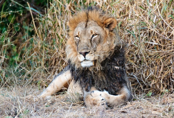 Adult Male Lion Looing into Distance
