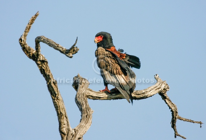 Adult Bateleur Eagle