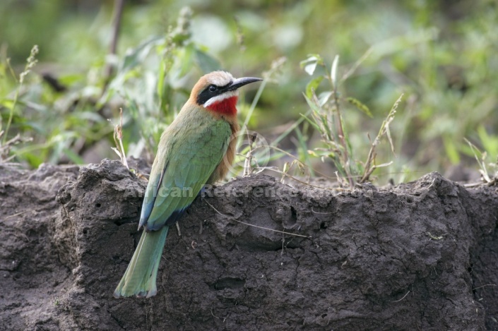 White-fronted bee-eater