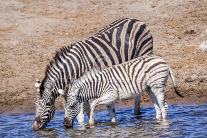 Zebra Mother with Foal