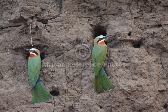 White-fronted bee-eaters