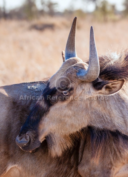 Blue Wildebeest, Head and Neck