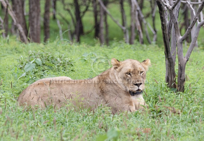 Lioness in green undergrowth