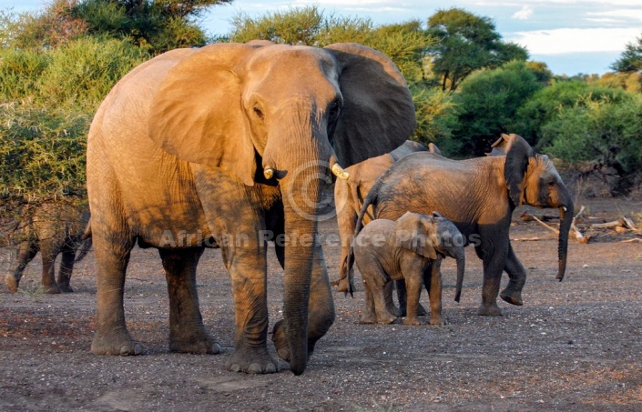 Elephant Female in Warm Light