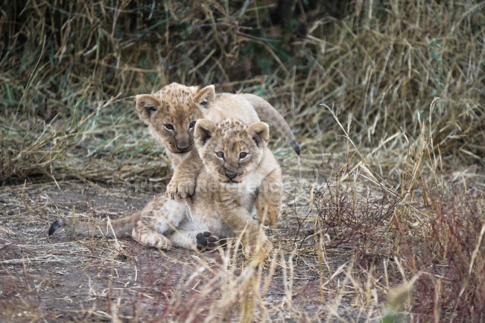 Lion Cub