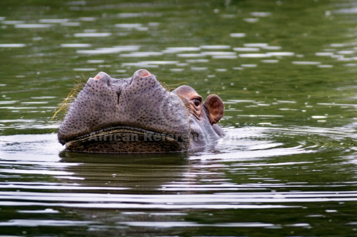 Hippo with Head Raised out of Water