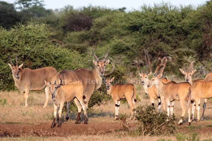 Eland