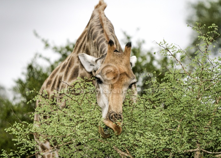 Giraffe Browsing