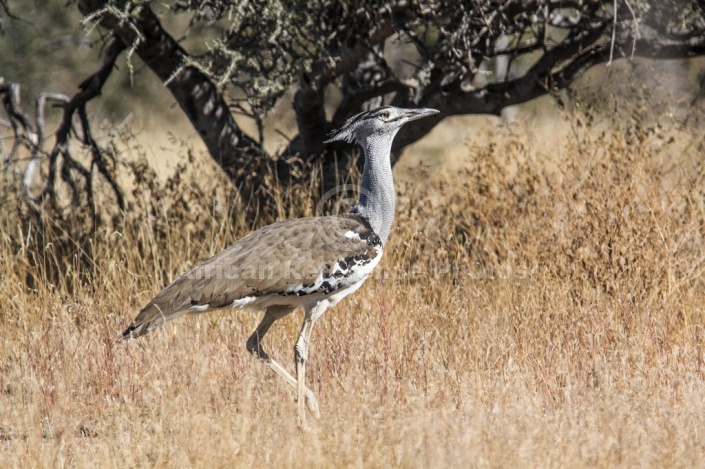 Kori Bustard