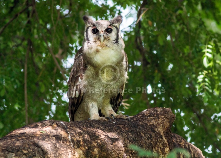 Verreaux's Eagle-Owl (Giant Eagle-Owl)
