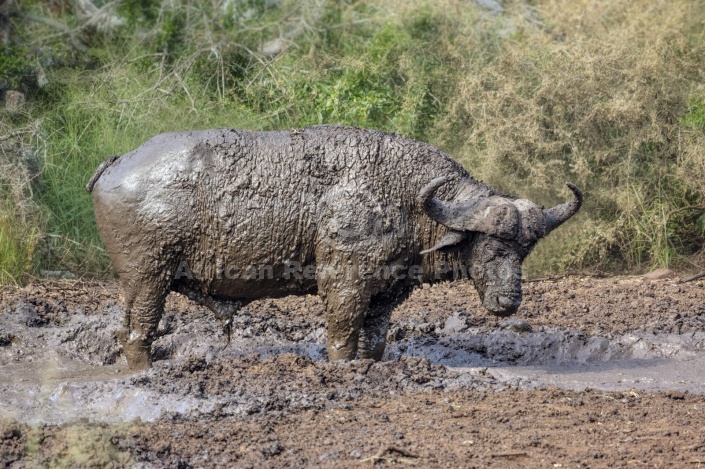 Buffalo Bull in Mud Wallow