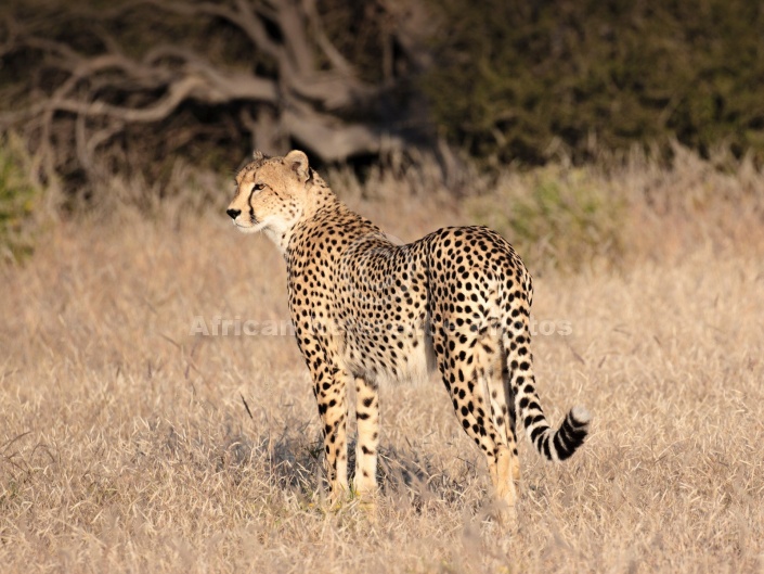 Cheetah in Grassland