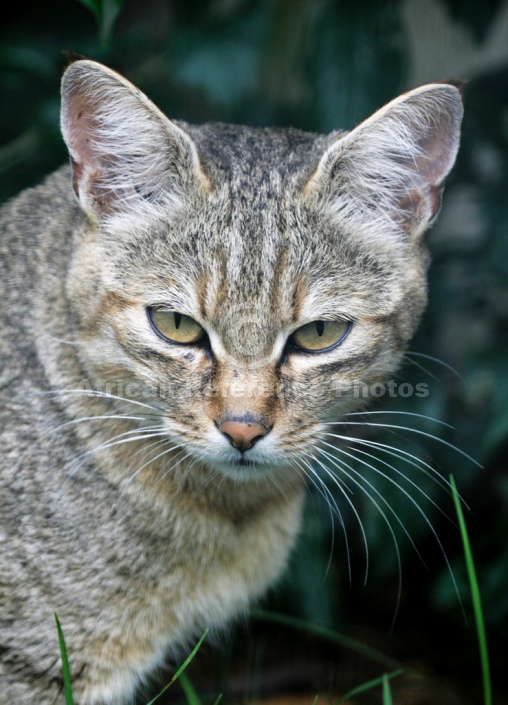 African Wild Cat for Art Reference