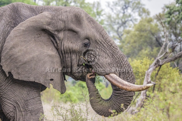 Elephant Feeding, Close-up