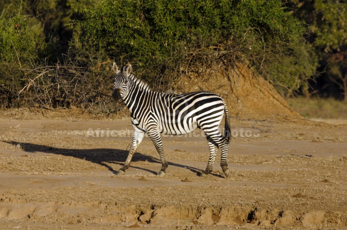 Zebra in Warm Light