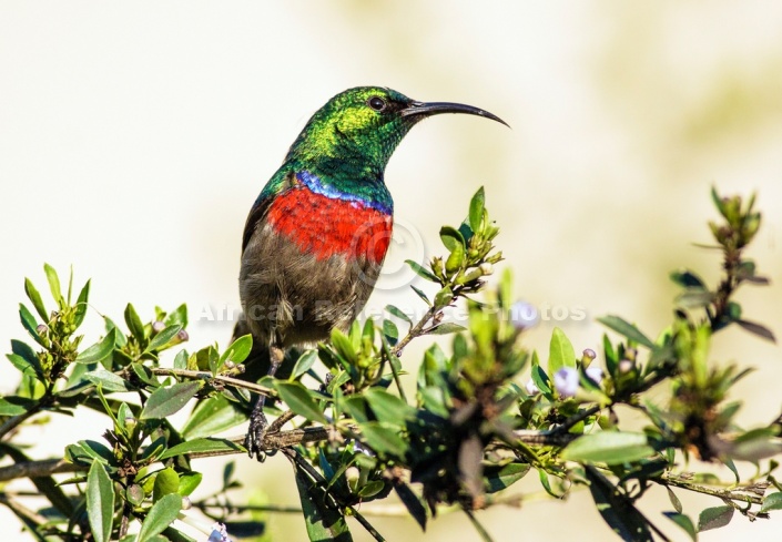 Southern Double-collared Sunbird on Freylinia branch