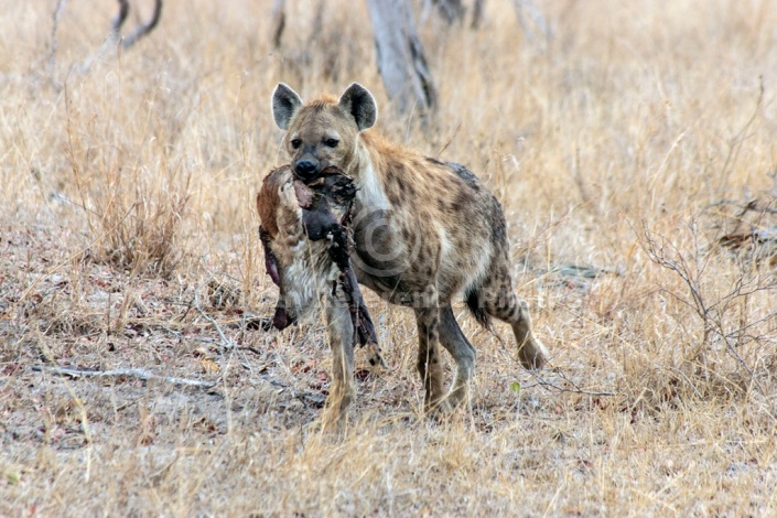 Spotted Hyena photo for art reference