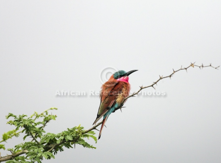 Carmine Bee-eater