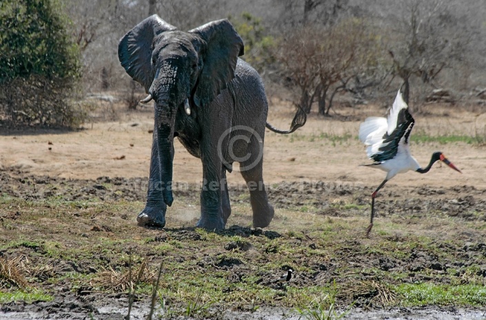 Elephant Puts Stork to Flight