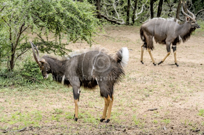 Nyala Antelope Displaying