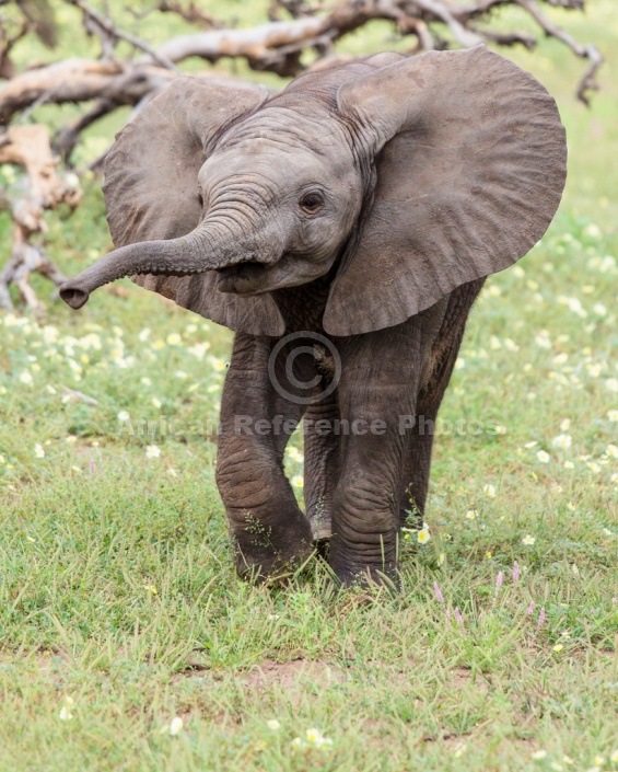 Baby Elephant with Trunk Outstretched