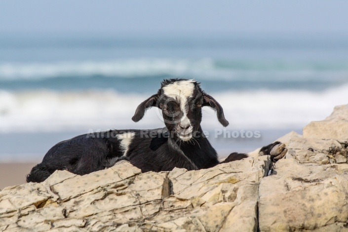 Black and White Goat on Rocks