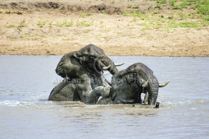 Elephant Romping in Water