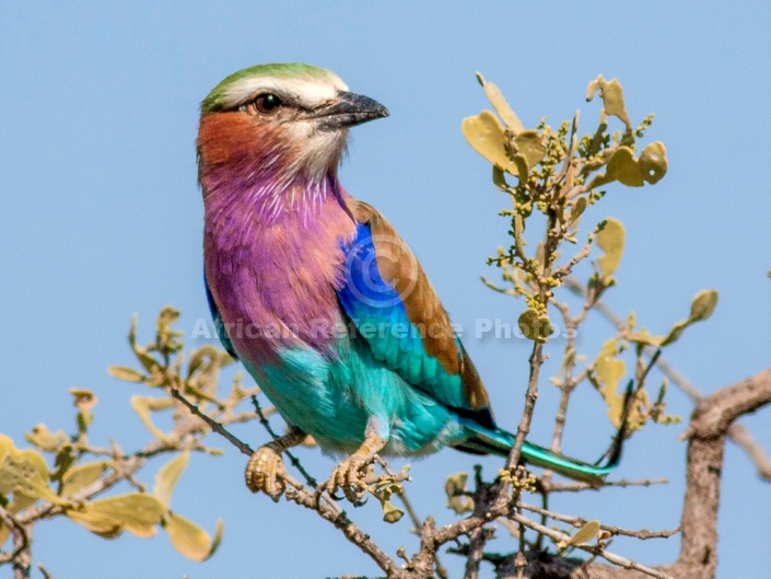 Lilac-breasted Roller Looking to Side