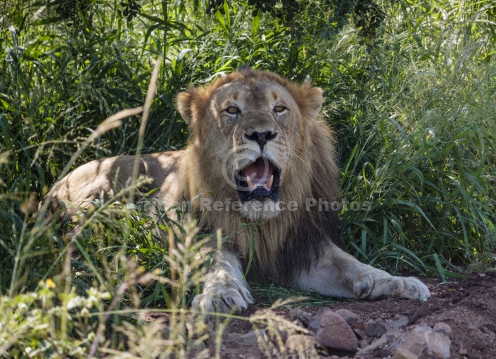 Lion Male at Rest in Shade