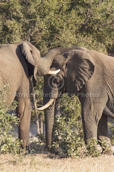 Elephants sparring with trunks