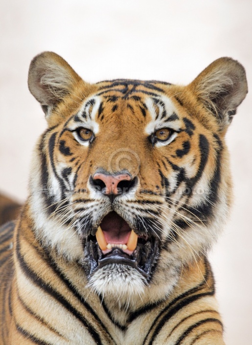 Bengal Tiger Looking into Distance