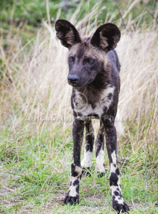 Wild Dog