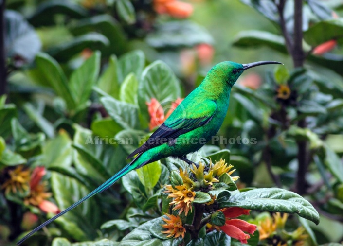 Malachite Sunbird in iridiscent green plumage