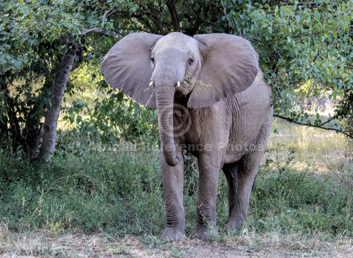 Elephant Feeding