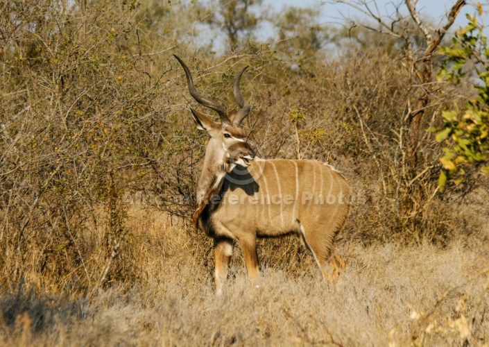 Kudu Bull