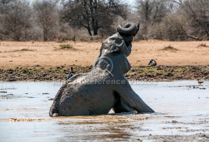 Elephant Bathing Reference Image
