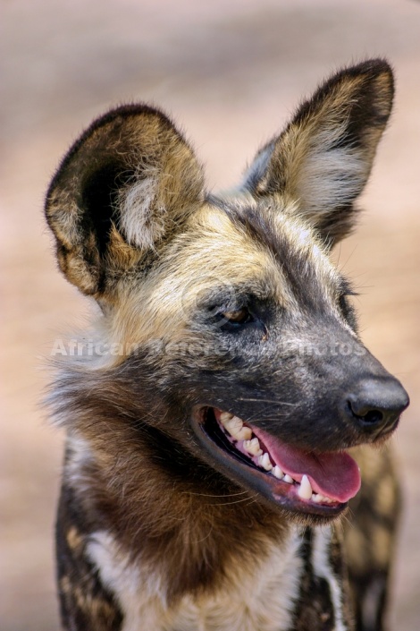 Wild Dog Portrait, Three-Quarter View