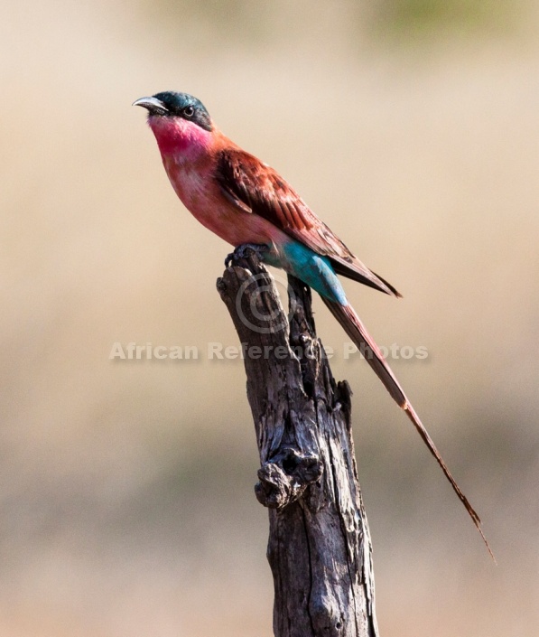 Carmine Bee-eater