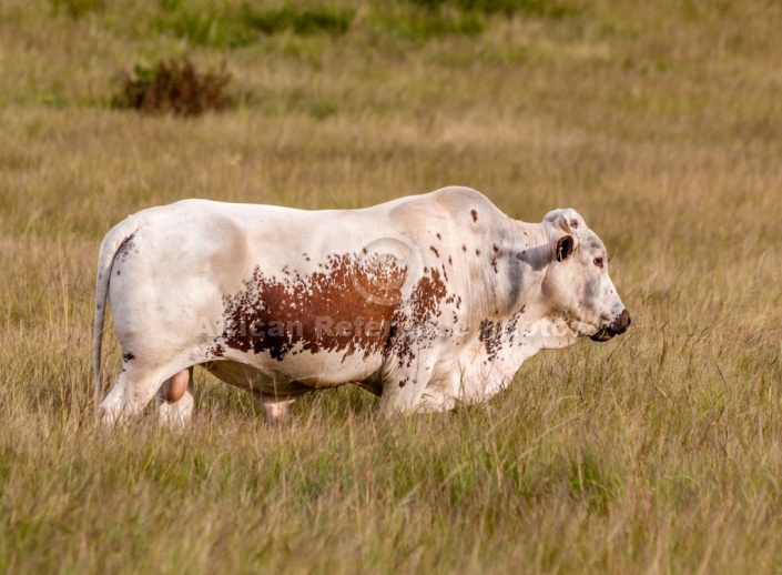 Nguni Bull Standing in Grassy Field