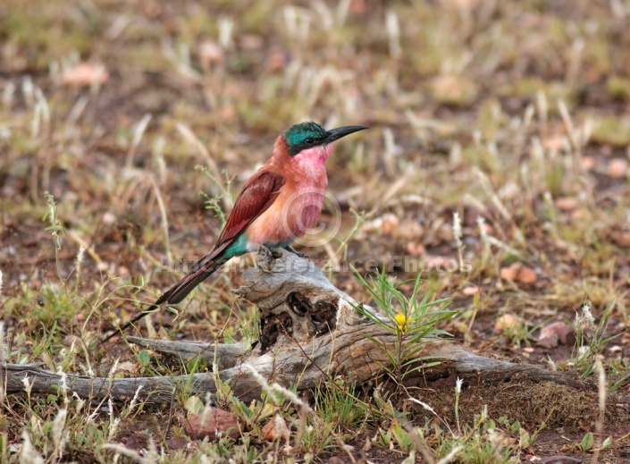 Carmine Bee-Eater on Dead Stump