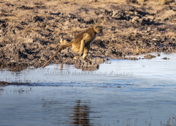 Chacma Baboon