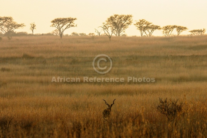 Kudu Bull in Grassland