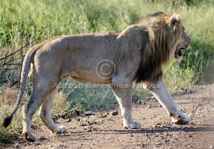 Lion Male Crossing Road