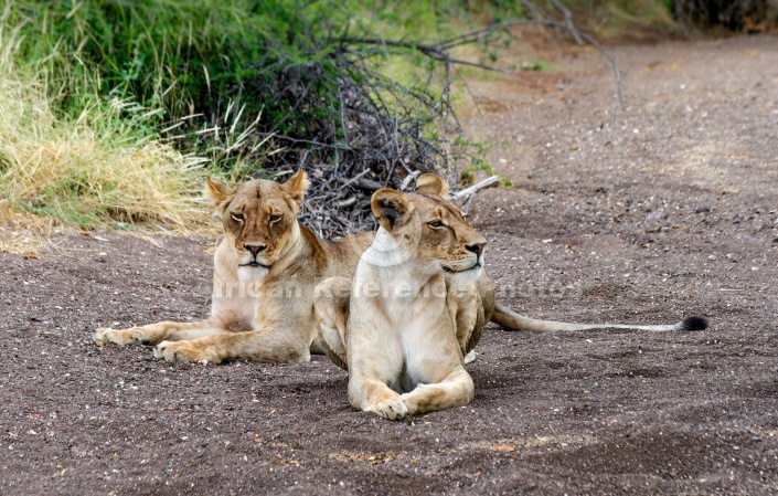 Lioness Pair