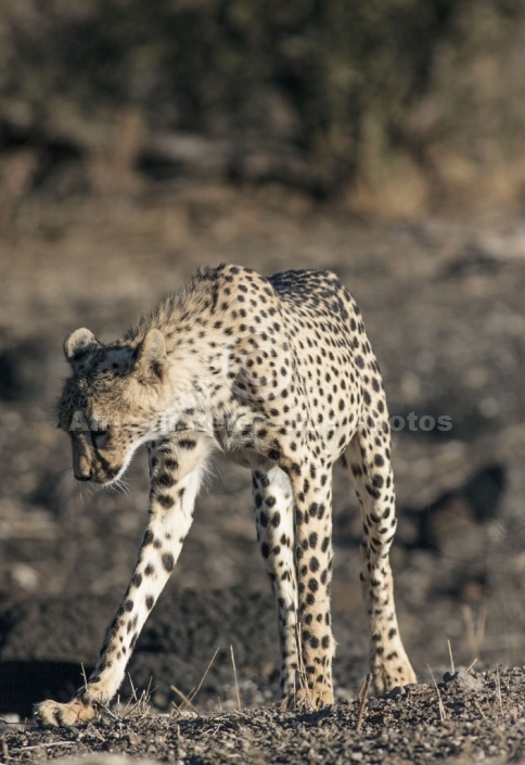 Cheetah