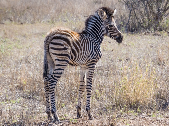 Zebra Foal