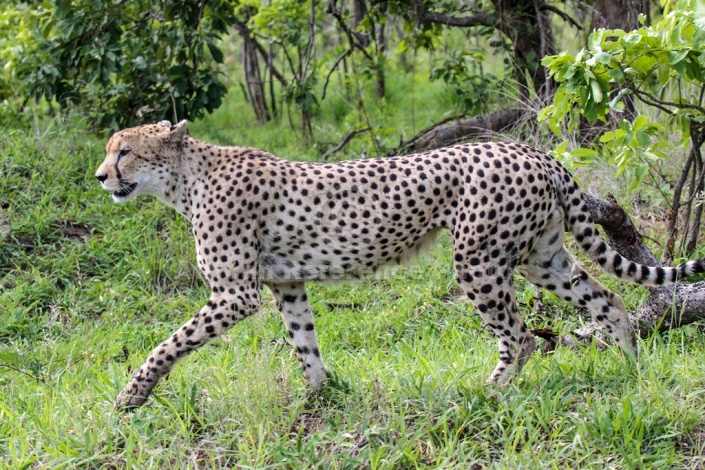 Cheetah Male, Profile View