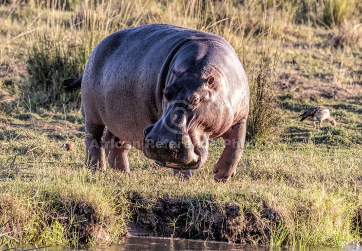 Hippo on River Bank