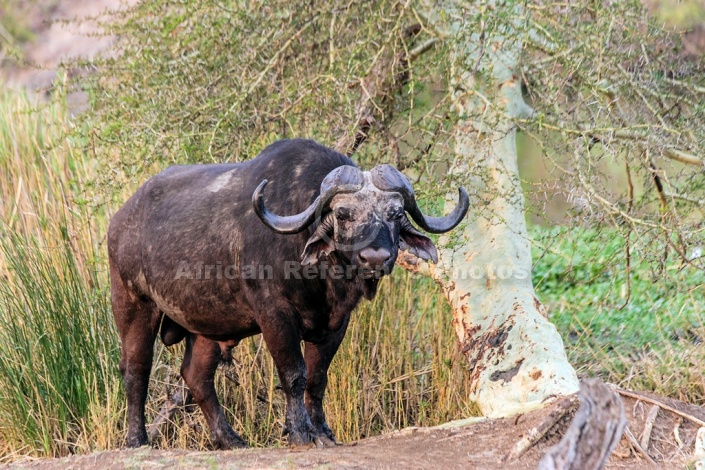 African Buffalo