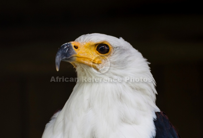 African Fish Eagle Against Dark Background